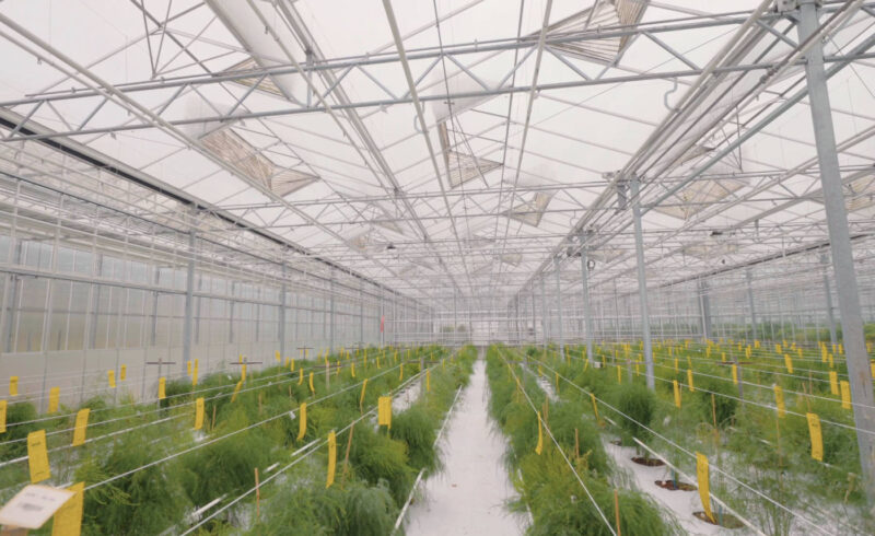 Nieuwsbrief_onderglas_AFN