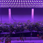 Optimaliseren van teelt via biofeedback gestuurde systemen