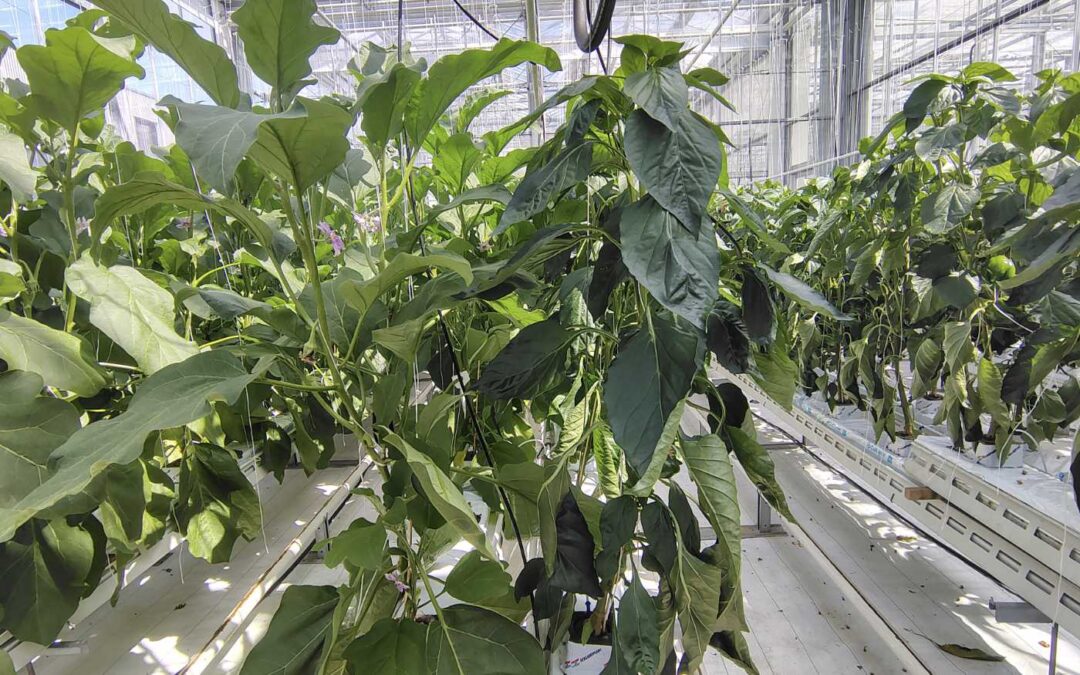 Polycultuur biedt kansen voor duurzamere teeltsystemen