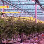 ‘Meeste telers kiezen regelmaat boven dynamisch belichten’