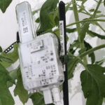 Planten als biosensoren voor meten actuele plantgezondheid