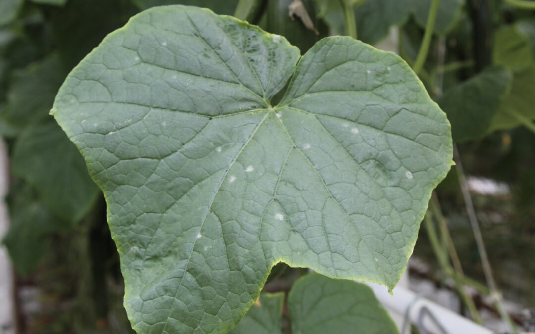 Hoe meet je schimmelsporen zoals meeldauw in de kaslucht?