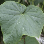 Hoe meet je schimmelsporen zoals meeldauw in de kaslucht?