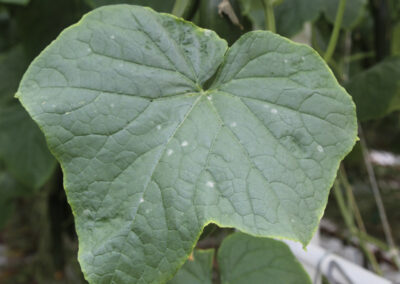 Hoe meet je schimmelsporen zoals meeldauw in de kaslucht?