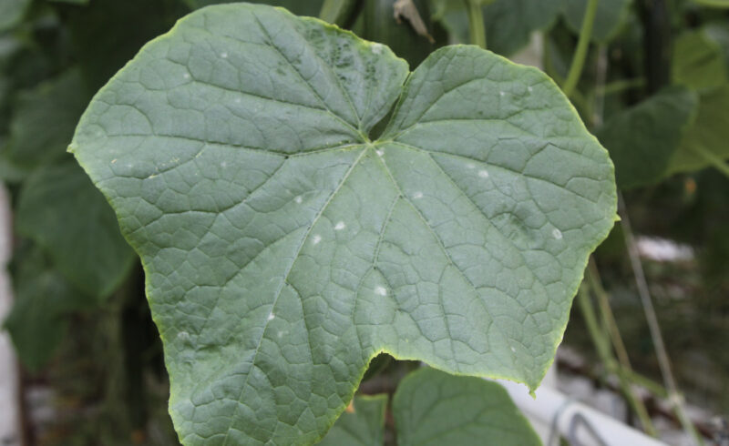 Nieuwsbrief_onderglas_AFN