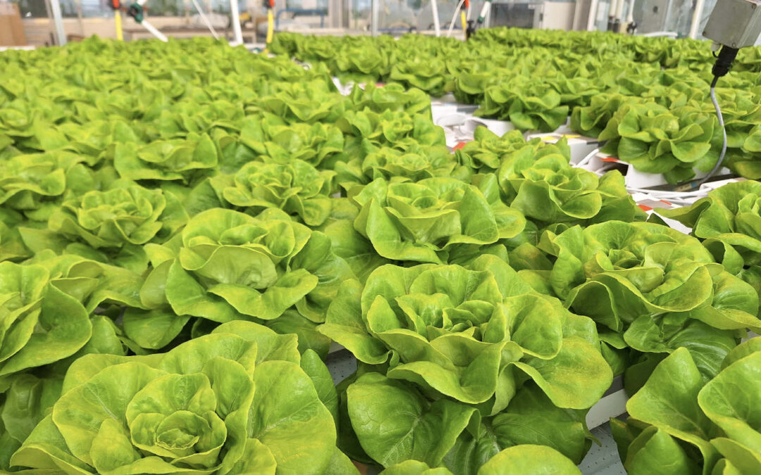 Weerbaar hydroponic teeltsysteem: toekomstbestendig telen