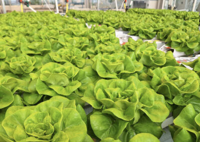 Weerbaar hydroponic teeltsysteem: toekomstbestendig telen