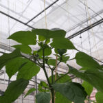 Onderzoek naar low-e schermen in drie kasafdelingen