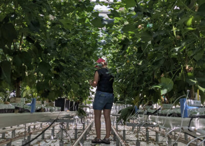 Onderzoek naar verbetering werkbeleving in de kas