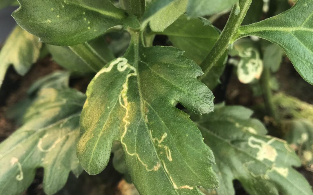 Plaagvrij de winter in is een forse uitdaging in chrysant