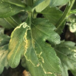 Plaagvrij de winter in is een forse uitdaging in chrysant