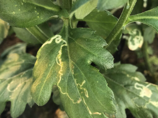 Plaagvrij de winter in is een forse uitdaging in chrysant
