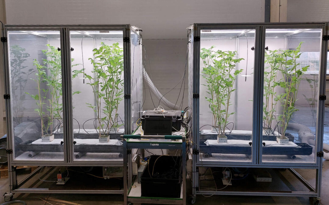 Veilig gebruik van toekomstige CO₂-bronnen in glastuinbouw