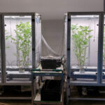 Veilig gebruik van toekomstige CO₂-bronnen in glastuinbouw