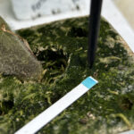 ‘Peroxide meten einde druppelaar; deze methode is werkbaar’ 