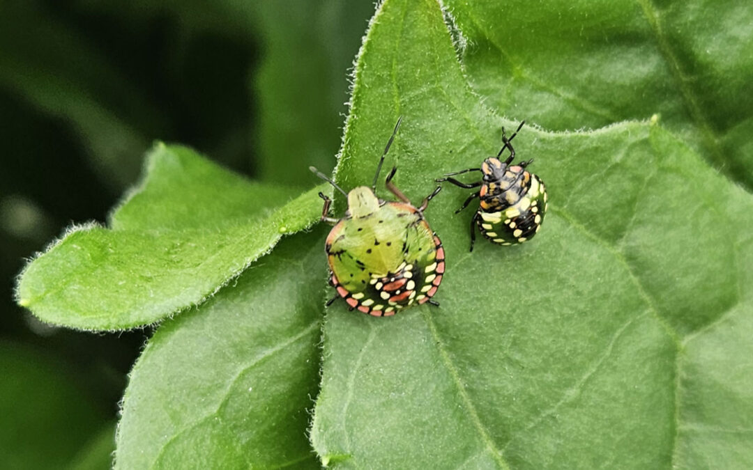 Meer grip op beheersing lastige Nezara met bestaande middelen