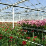 Verlagen nitraat gietwater heeft geen negatief effect op productie