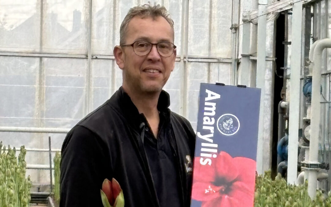 Frank van Leeuwen stapte over van chrysanten naar amaryllis