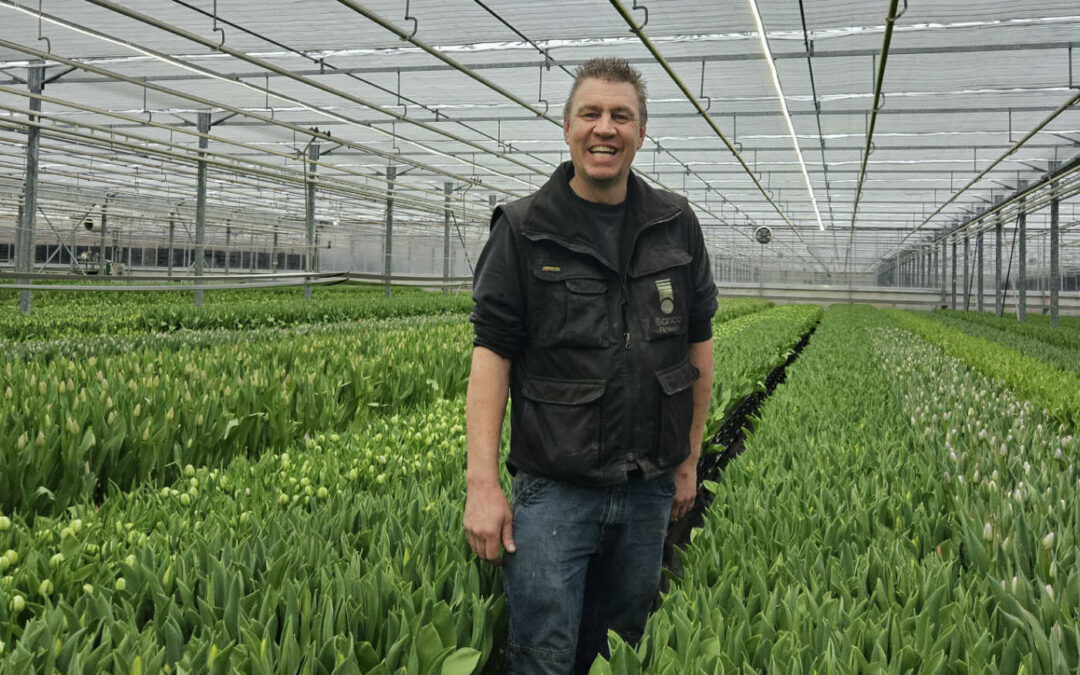‘Met 1 kuub gas produceerden we 1 lelie en nu 100 tulpen’
