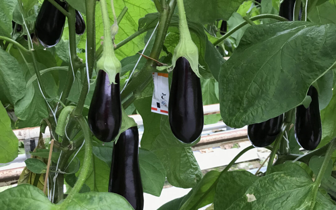 Uitgebreide praktijkproef tegen bladluis bij aubergineteler