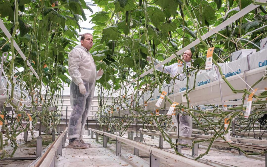 Verschillende methodes van autonoom telen in komkommerteelt