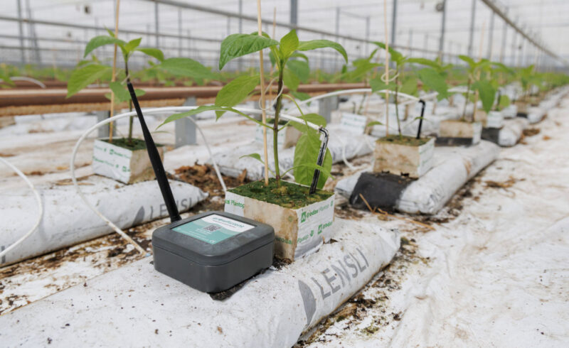 Nieuwsbrief_onderglas_AFN