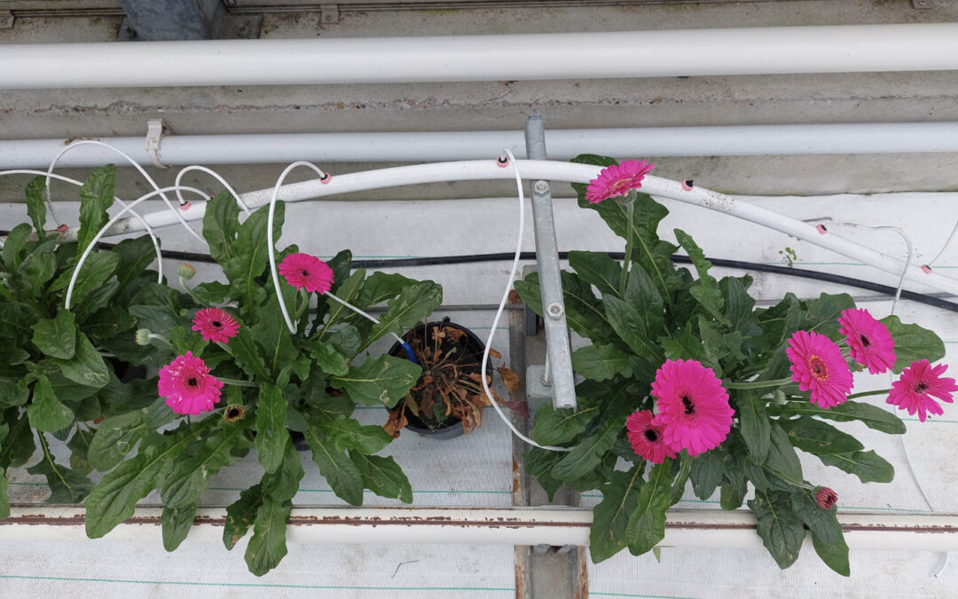 Pilot biologische beheersing van Fusarium in gerbera