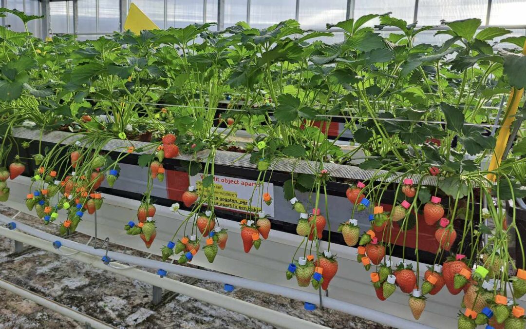 Onderzoek naar datagedreven stuurmogelijkheden in aardbei