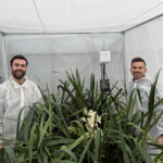 ‘Bananenboorder met Steinernema behoorlijk te onderdrukken’