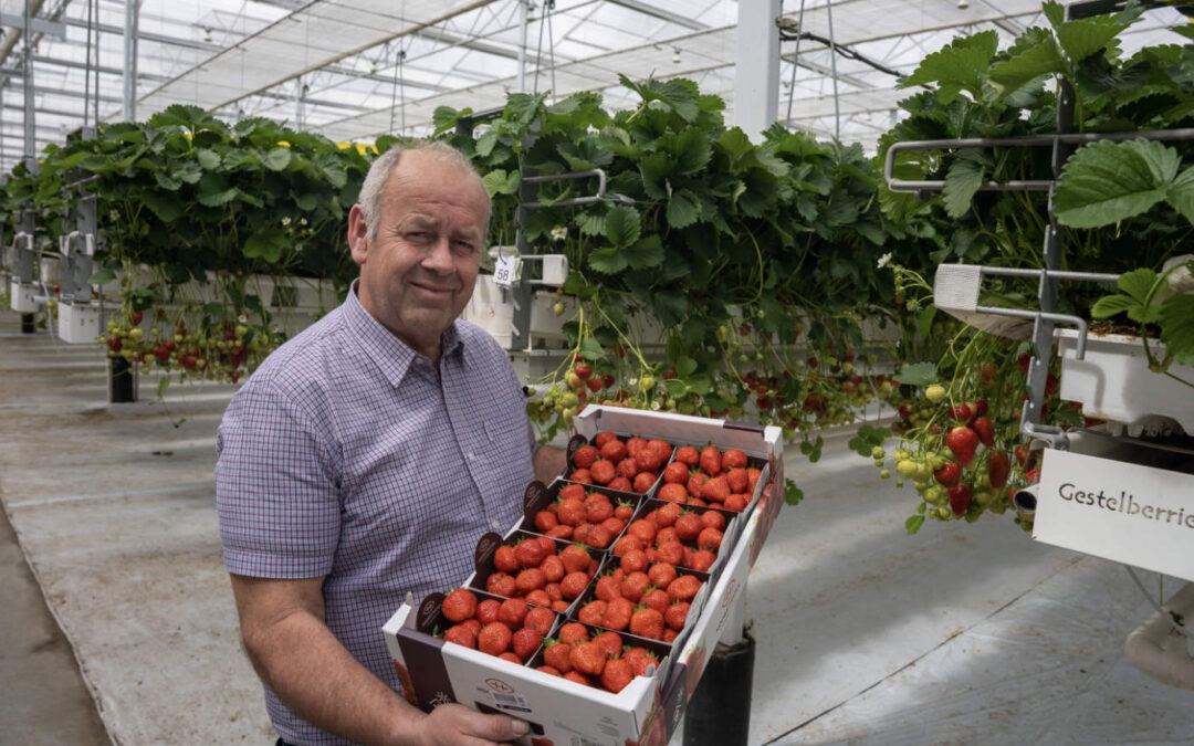 ‘UV-C robot mag niet ontbreken op modern aardbeienbedrijf’