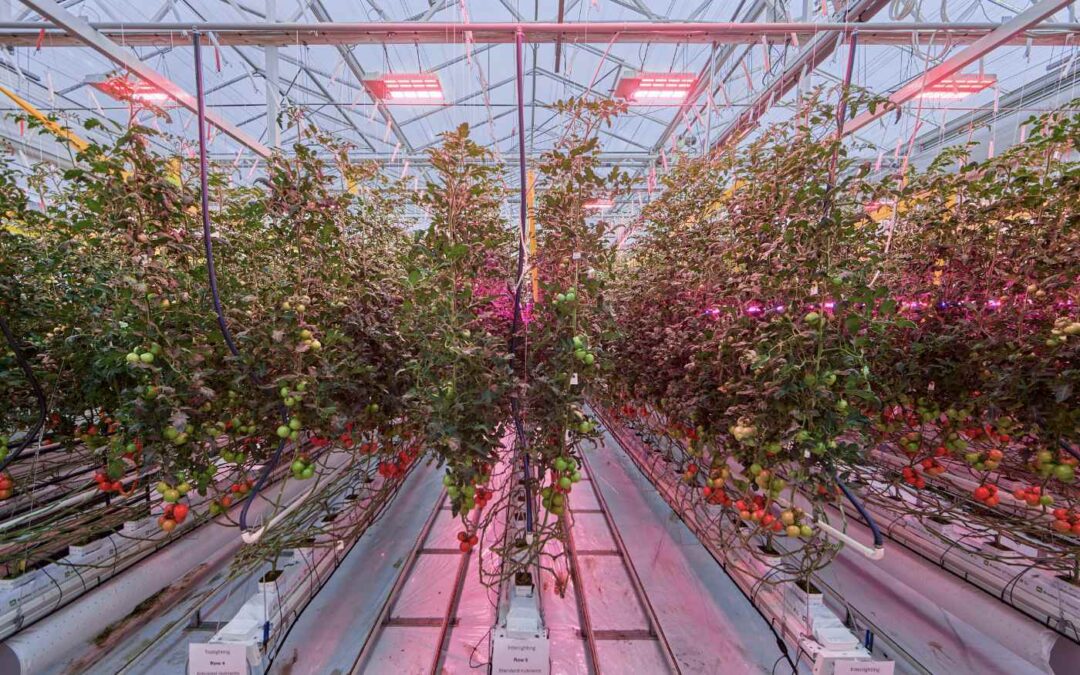 Hogere opbrengst en betere kwaliteit met energiezuinige full LED