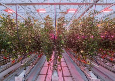 Hogere opbrengst en betere kwaliteit met energiezuinige full LED