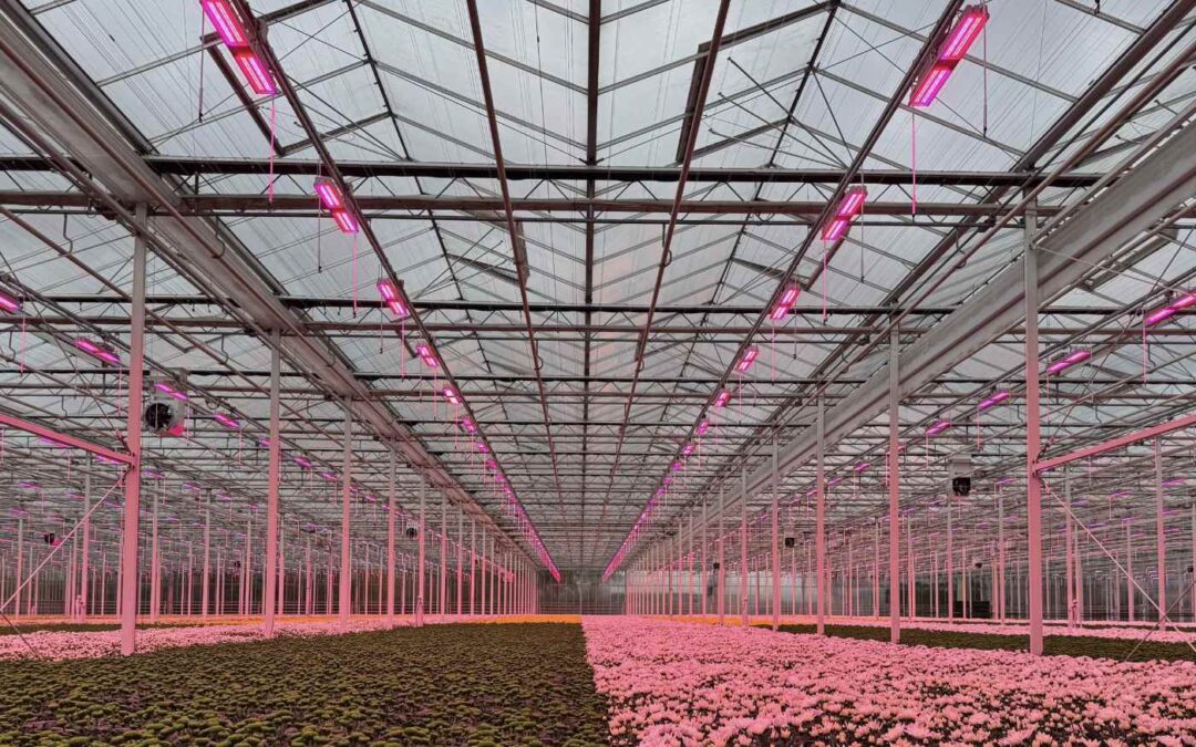 ‘Einde belichtingsseizoen nadert in de chrysantenteelt’