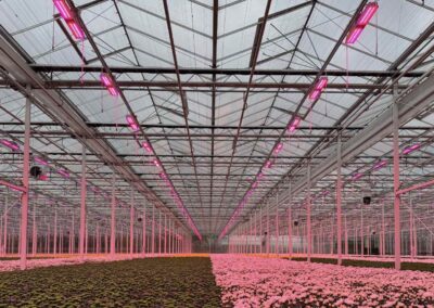 ‘Einde belichtingsseizoen nadert in de chrysantenteelt’