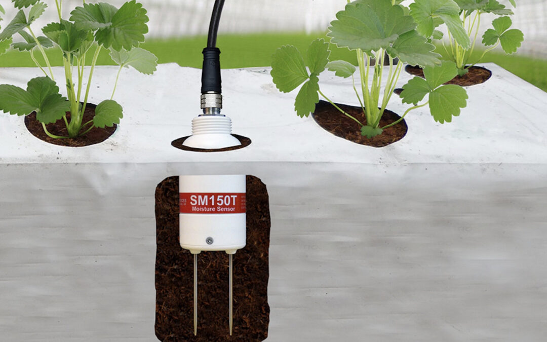 Bodemvochtsensor voor meten bodemvocht en temperatuur