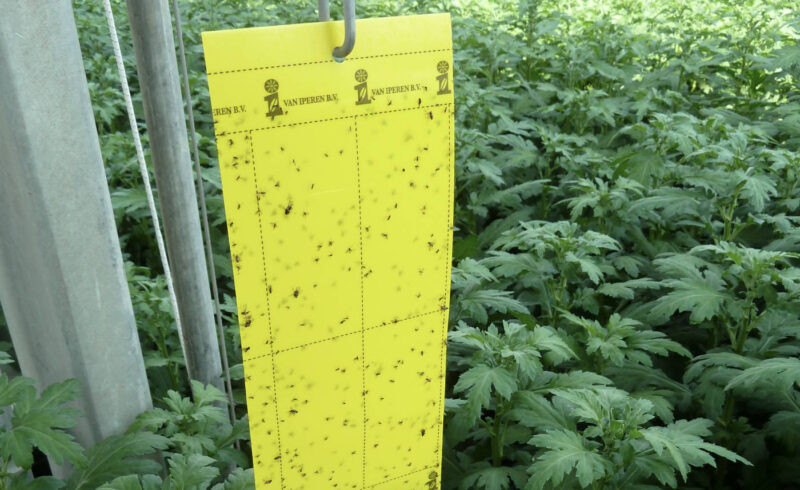 Nieuwsbrief_onderglas_AFN