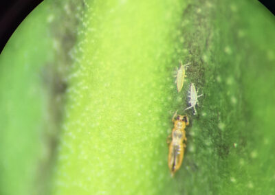 Veelbelovende resultaten roofinsecten en mijten tegen trips