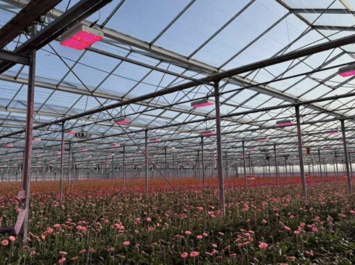 ‘Verlies aan stralingswarmte moet je compenseren onder LED’