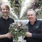 ‘Afzet Tradescantia is erg trendgevoelig, maar markt is nu stabiel’ 