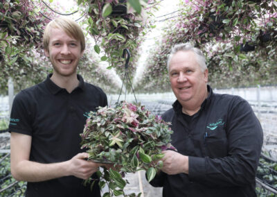 ‘Afzet Tradescantia is erg trendgevoelig, maar markt is nu stabiel’ 
