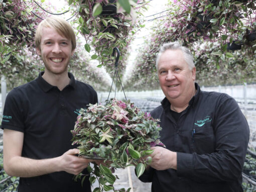 ‘Afzet Tradescantia is erg trendgevoelig, maar markt is nu stabiel’ 