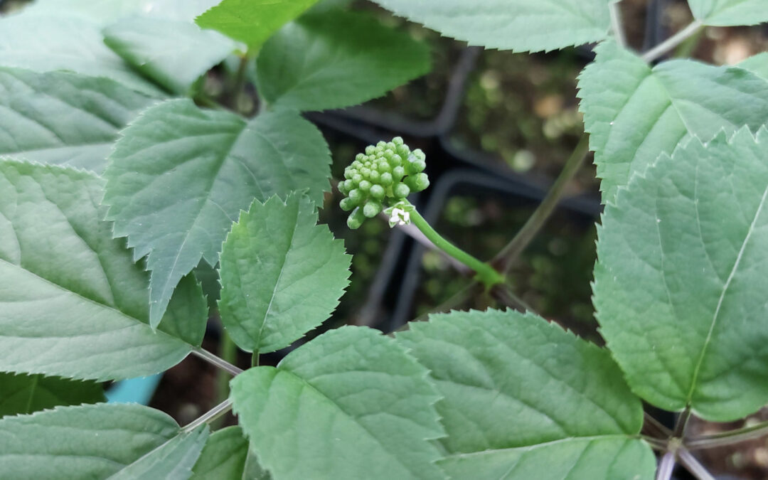 Onderzoek naar een duurzamere teeltmethode voor ginseng
