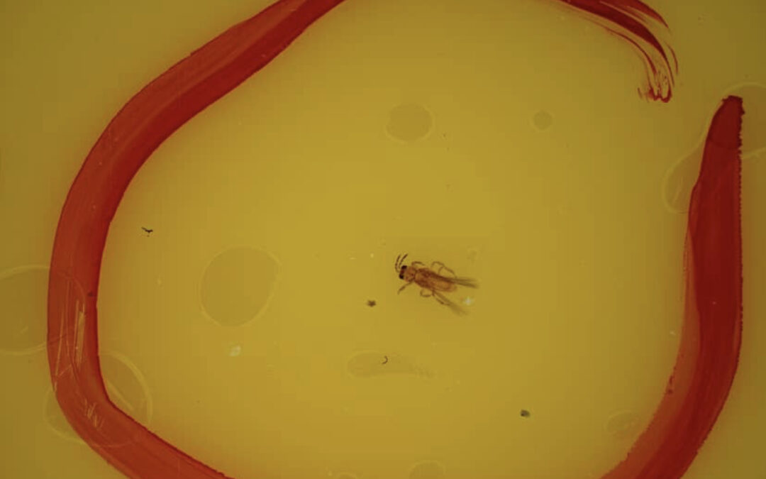 NVWA meldt nieuwe vondsten van Scirtothrips in sierplanten