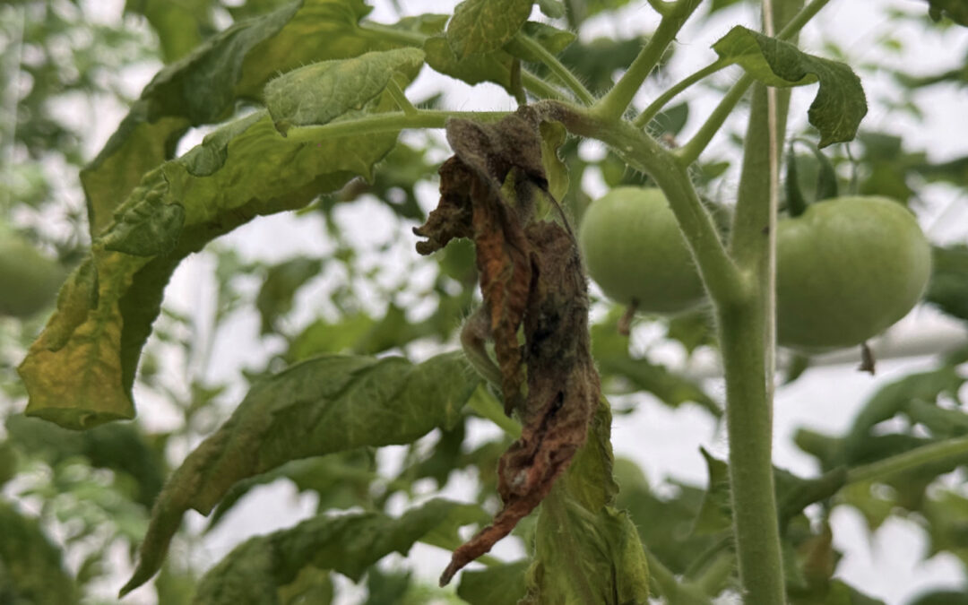 ‘Nieuwe middelen houden Phytophthora onder controle’