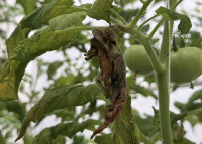 ‘Nieuwe middelen houden Phytophthora onder controle’