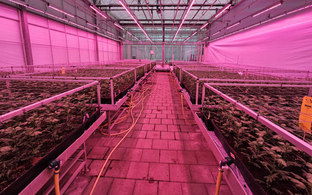 Systeemsprong grondgebonden en emissievrije teelten