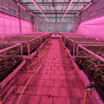 Systeemsprong grondgebonden en emissievrije teelten