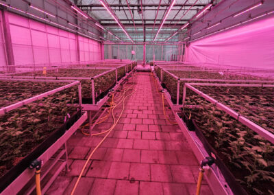 Systeemsprong grondgebonden en emissievrije teelten