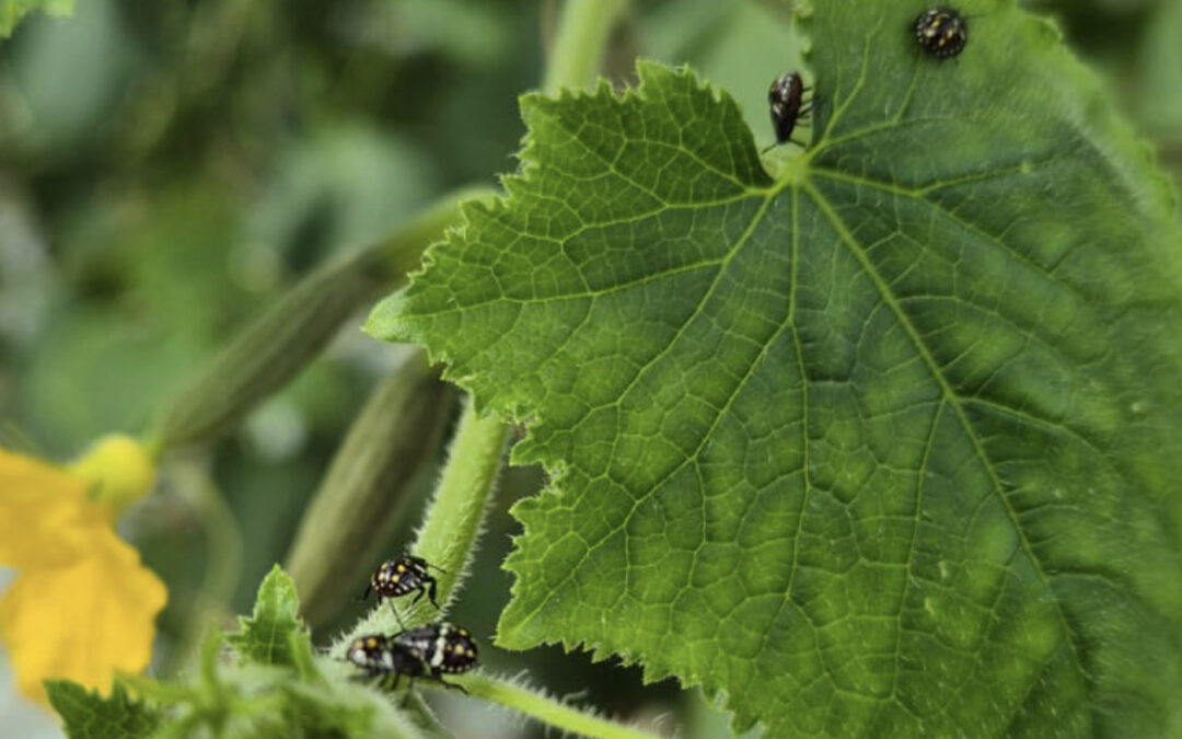 Zuidelijke groene stinkwants steeds vaker in komkommerteelt
