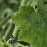 Zuidelijke groene stinkwants steeds vaker in komkommerteelt